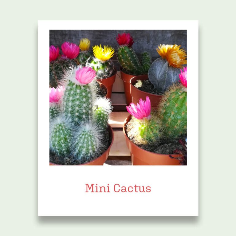 Mini cactus fleuris
