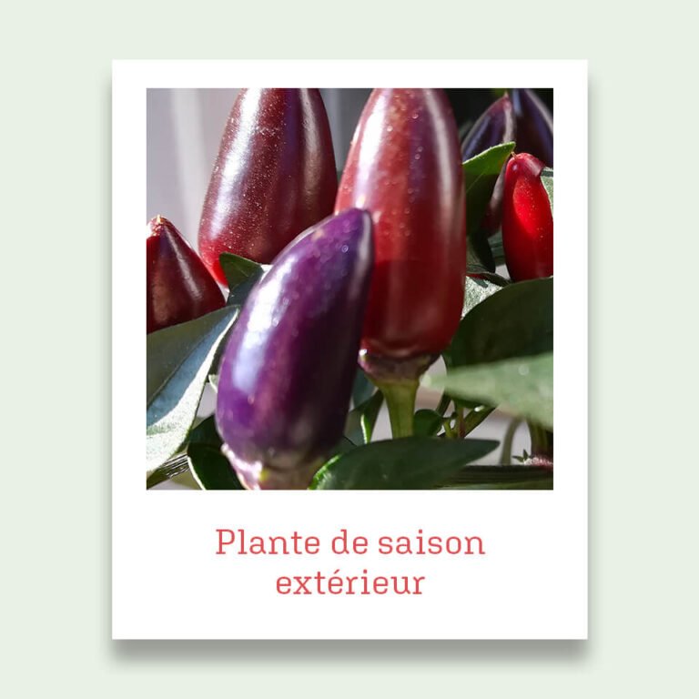 plante de saison pour l'extérieur