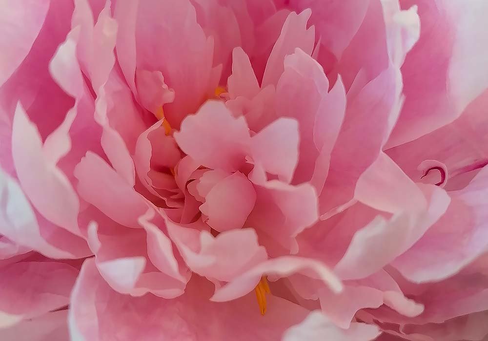 Zoom Pivoine Rose