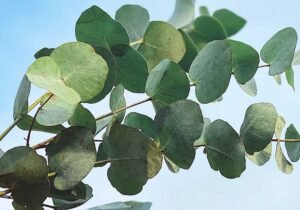 Branche d'eucalyptus