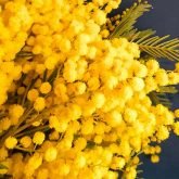 Bouquet de mimosa